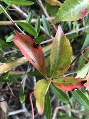 Phyllosticta quinquefoliae