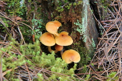 Gymnopilus amarissimus