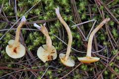 Gymnopilus amarissimus