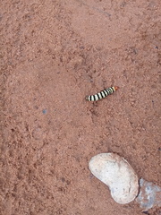 Diaphone mossambicensis