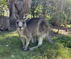 Eastern Grey Kangaroo photo 4