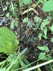 Brachystola behrensii