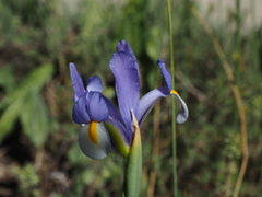 Iris xiphium