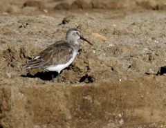 Calidris ferruginea