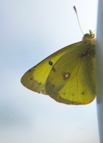 Clouded Sulphur photo 5