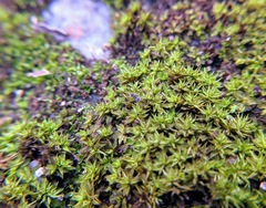Tetramorium lanuginosum