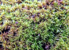 Tetramorium lanuginosum