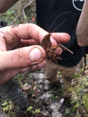 Procambarus leonensis
