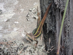 Liolaemus cyanogaster