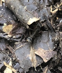 Ectatomminae