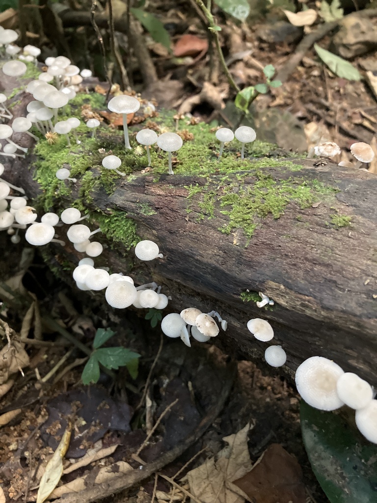 Favolaschia manipularis · October 2025 · photo: © ivych (iNaturalist, cc0)