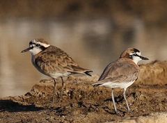 Charadrius pecuarius