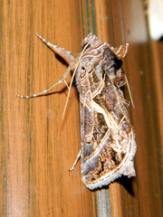 Autographa flagellum