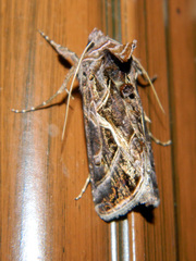 Autographa flagellum