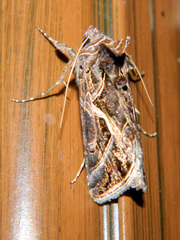 Autographa flagellum