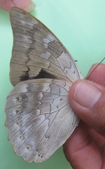 Archaeoprepona demophoon gulina