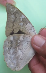 Archaeoprepona demophoon gulina