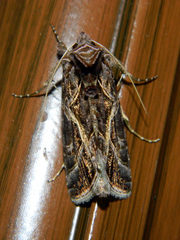 Autographa flagellum
