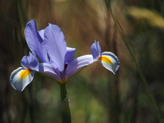 Iris xiphium