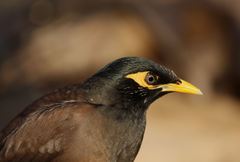 Acridotheres tristis