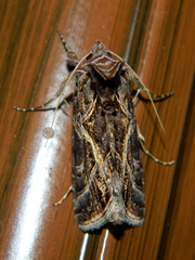Autographa flagellum