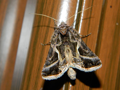 Autographa flagellum