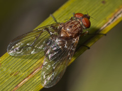 Palpostoma