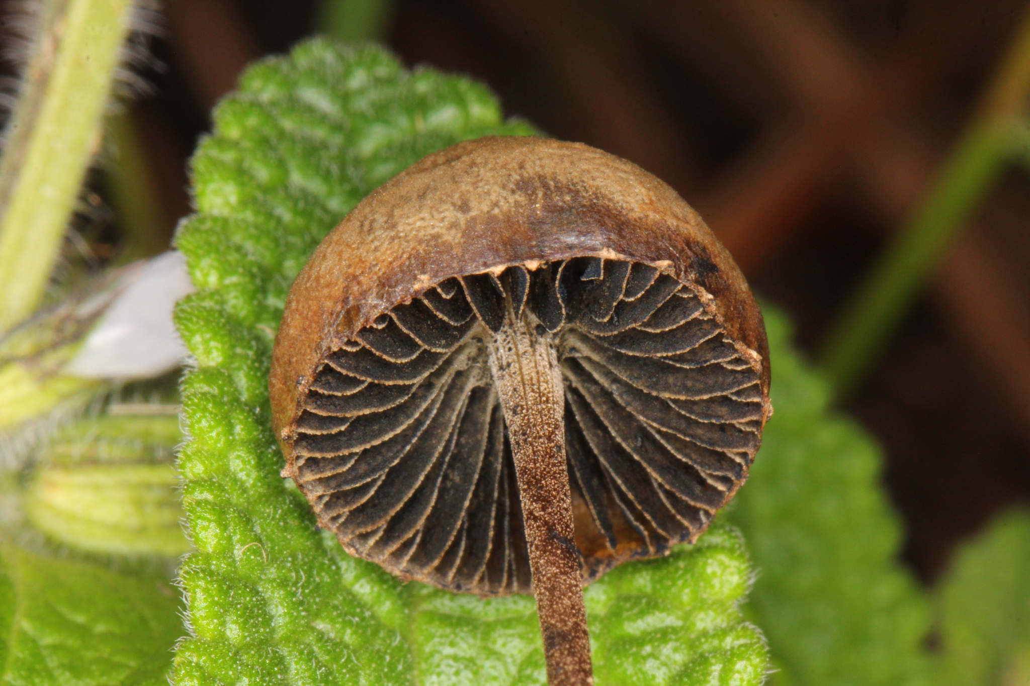 Panaeolus papilionaceus image