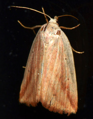 Amolita obliqua