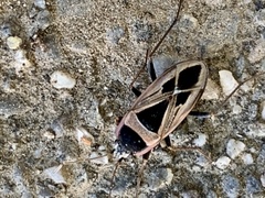 Xanthochilus saturnius