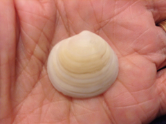 Semele proficua