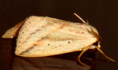 Amolita obliqua
