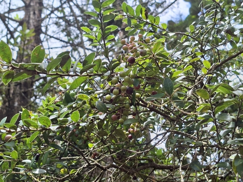 jamaica billberry (Vaccinium meridionale)