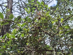 Vaccinium meridionale