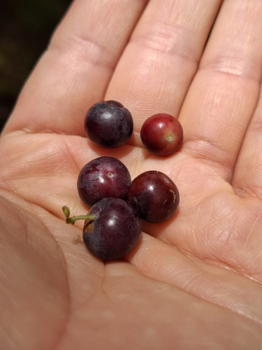 Vaccinium meridionale, photograph 1