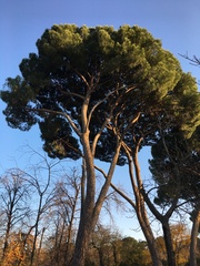 Pinus pinea