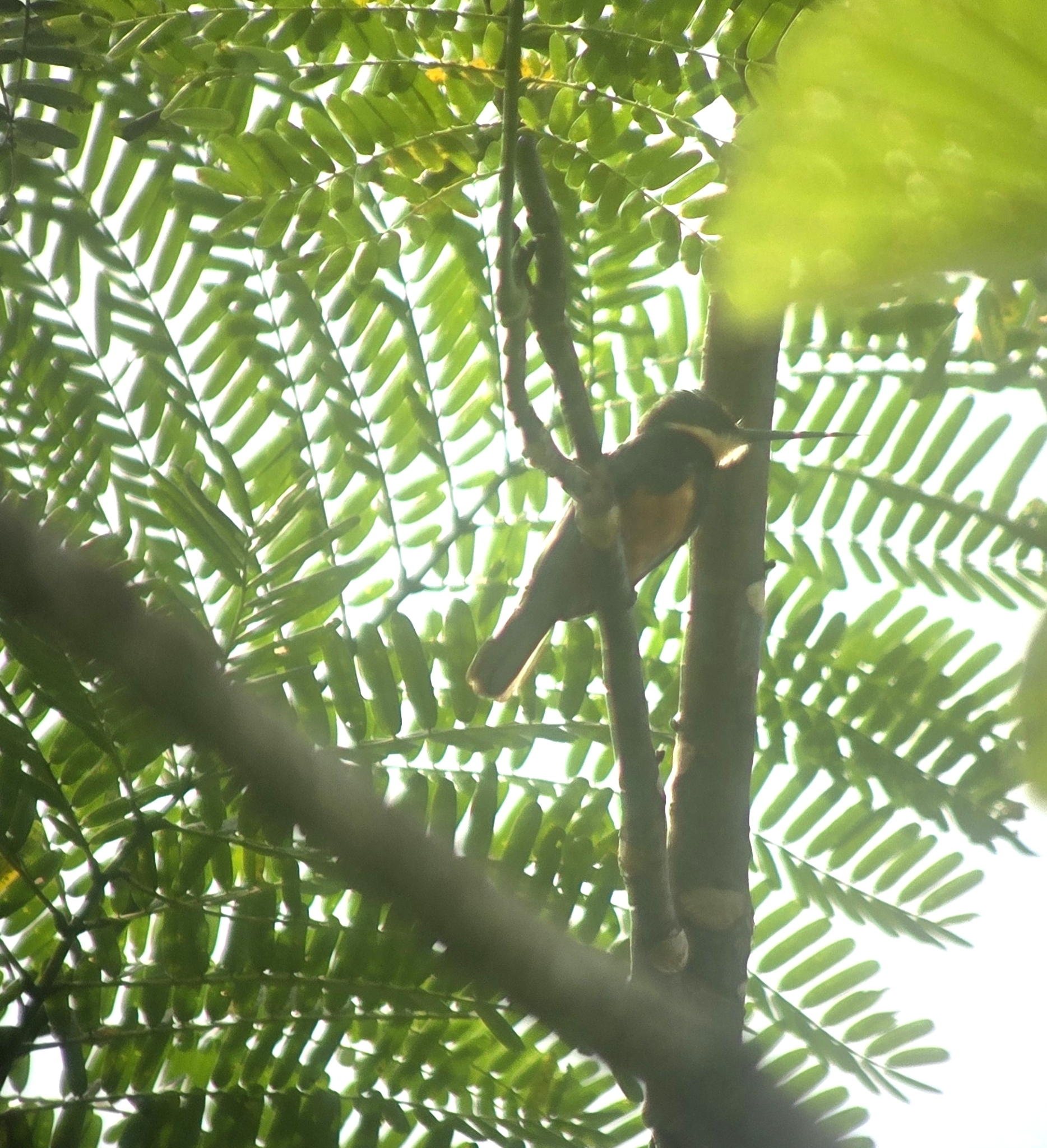 Dusky-backed Jacamar (Brachygalba salmoni), photo 5