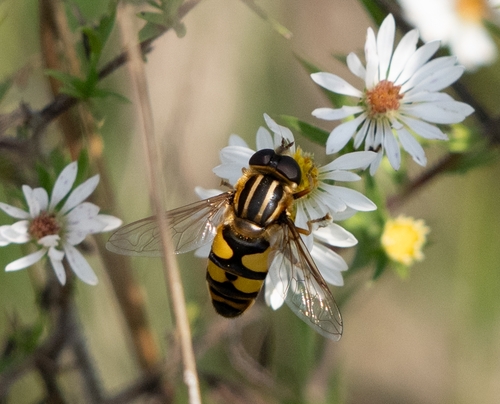 Unknown species found near Wilderness Rd, west drive, front.