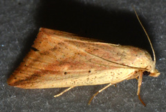Amolita obliqua