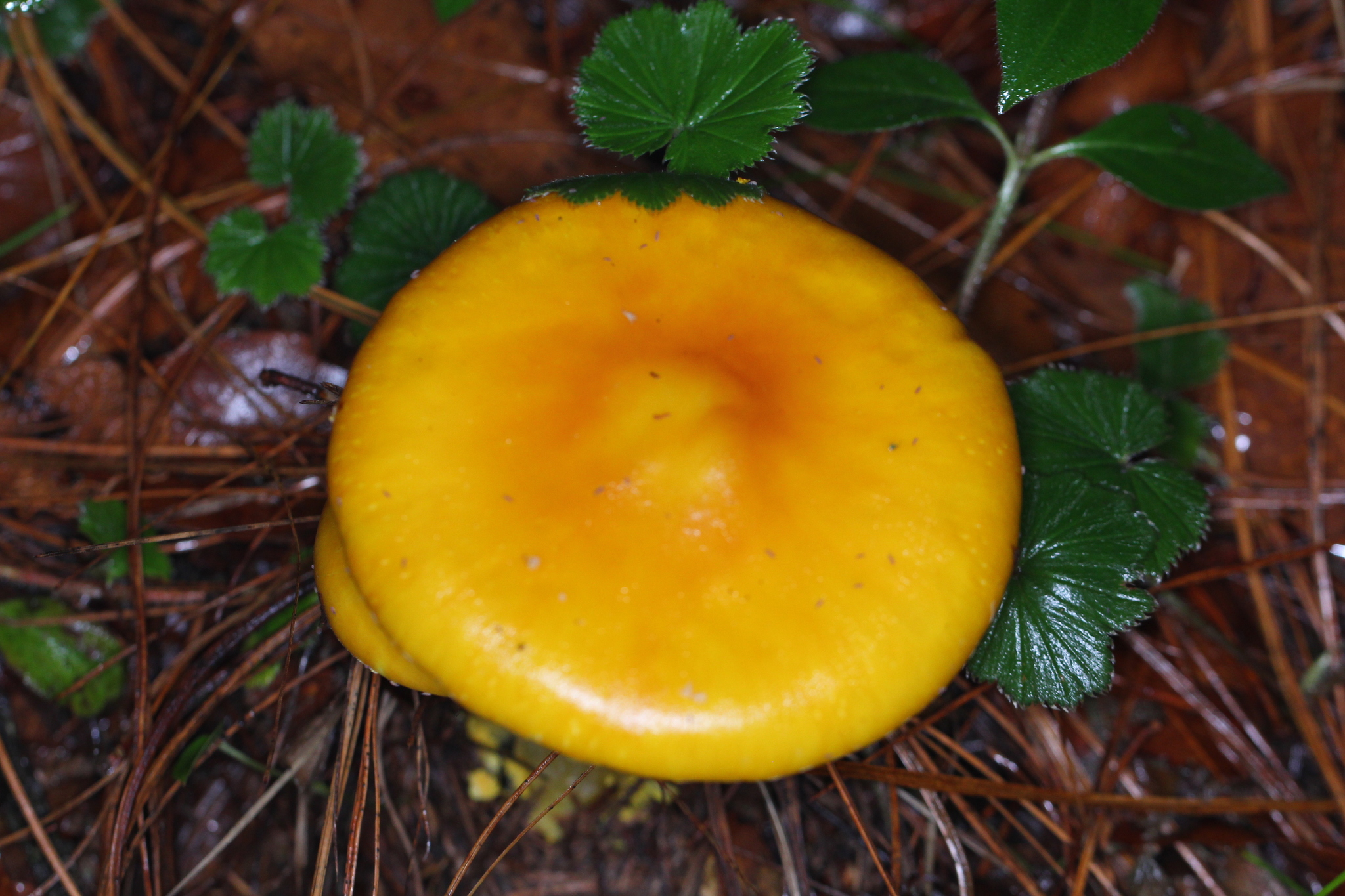 Amanita flavoconia var. inquinata image