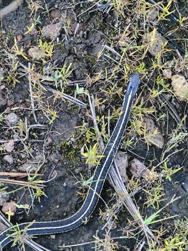 Mexican Garter Snake