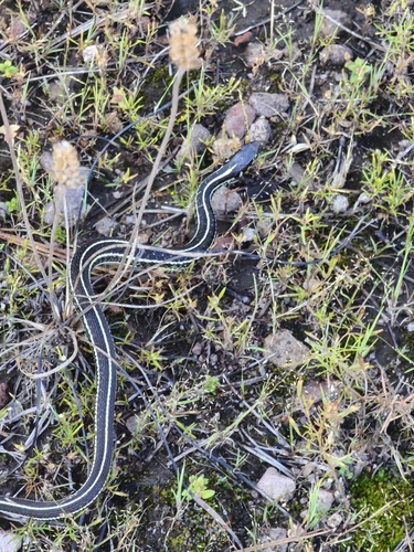 Mexican Garter Snake