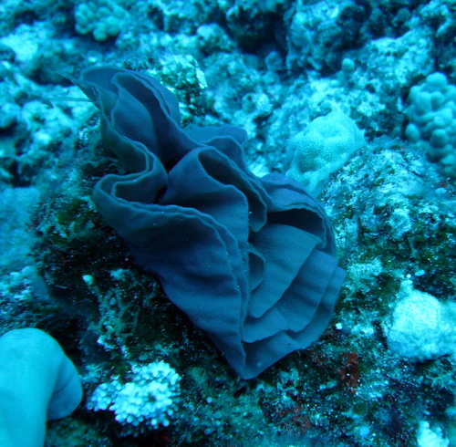 Hexabranchus sanguineus, 2006-09-20