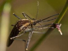 Aedes andersoni