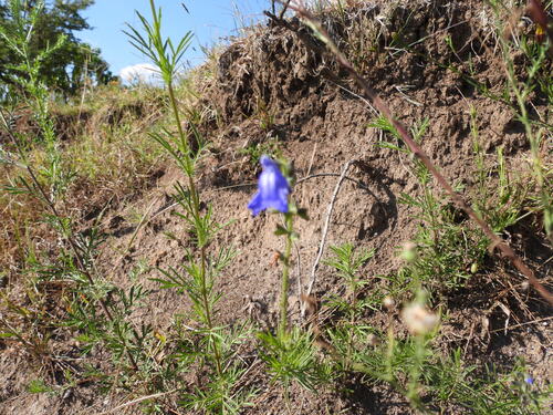 Salvia reptans, photograph 3