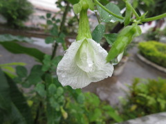 Clitoria ternatea albiflora