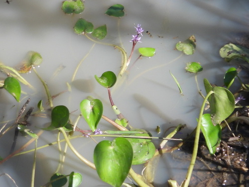 egret mudplantain (Heteranthera peduncularis)