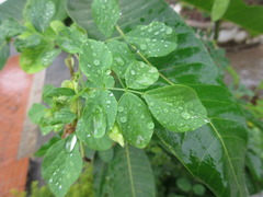 Clitoria ternatea albiflora