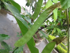 Clitoria ternatea albiflora