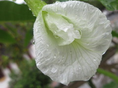 Clitoria ternatea albiflora
